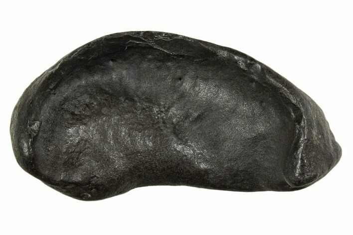 Large Fossil Whale Ear Bone - South Carolina #340180